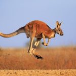A kangaroo
